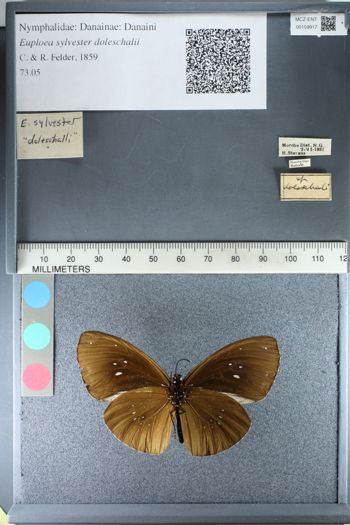 Media type: image;   Entomology 159917